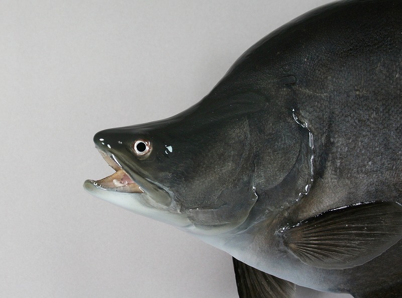 ナイフフィッシュ剝製2　顔