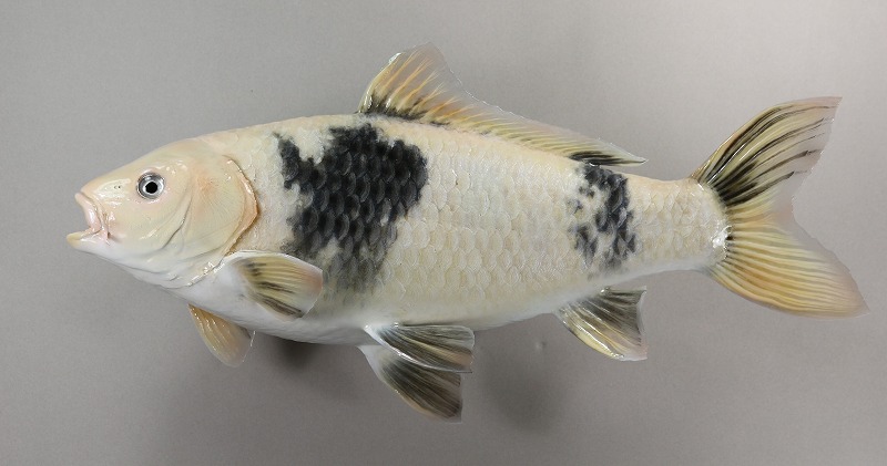 ニシキゴイ剝製4　白黒タイプ魚体