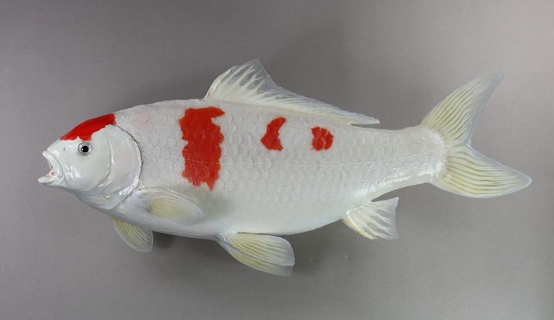 ニシキゴイ剝製　赤白の魚体