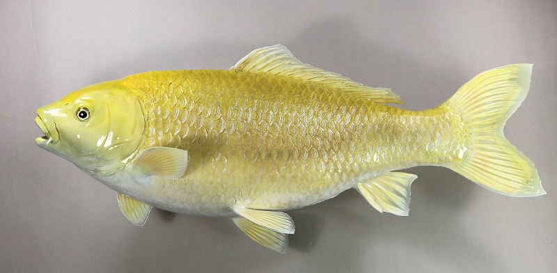 ニシキゴイ剝製2　魚体