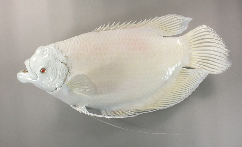 オスフロネーム剝製