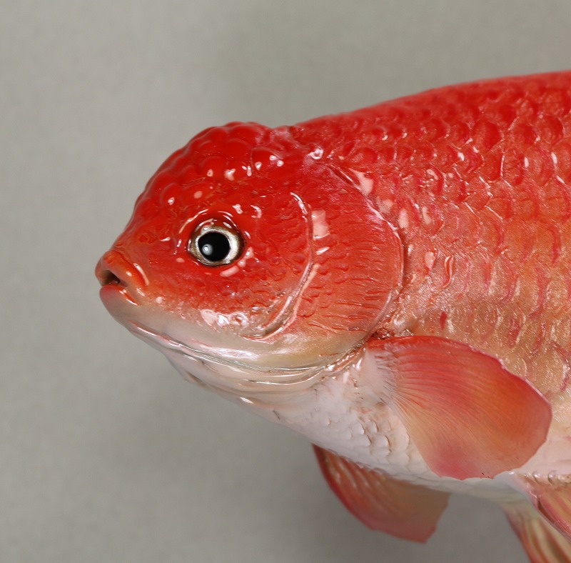 ランチュウ剝製　顔