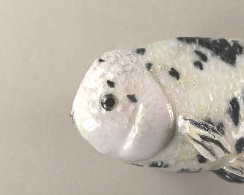 ランチュウ剝製2　顔