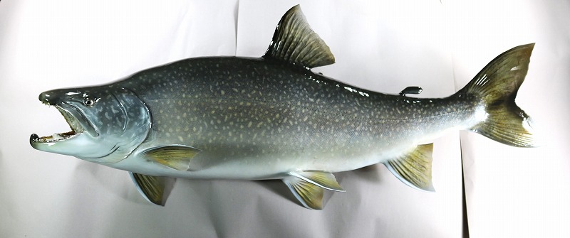 レイクトラウト剝製 太った魚体
