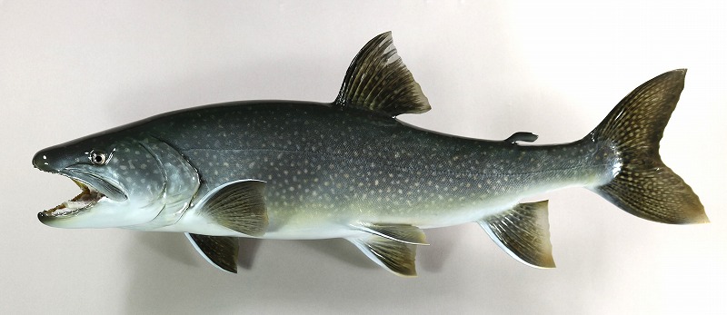 レイクトラウト剝製2 魚体