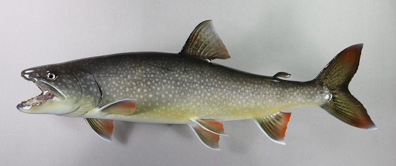 レイクトラウト剝製3 魚体