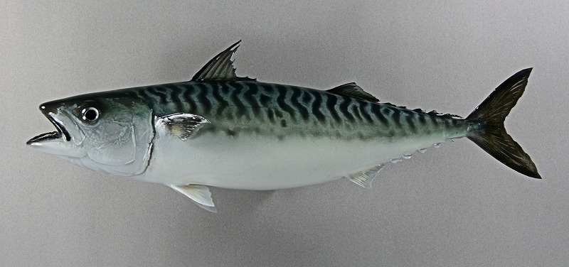 サバ剝製　魚体