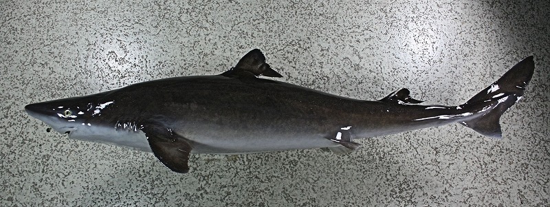 サメ剝製　魚体