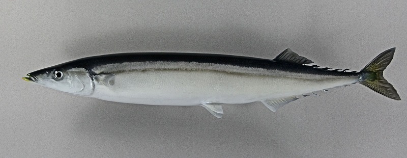 サンマ剝製　魚体