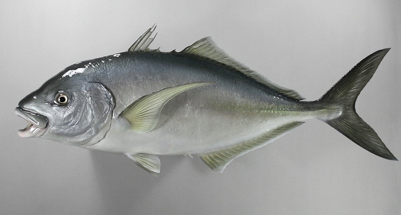 シマアジ剝製　魚体