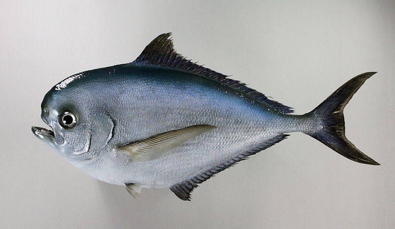 シマカツオ剝製　魚体