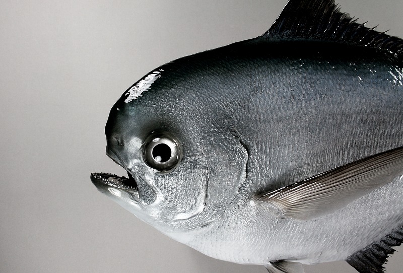 シマカツオ剝製　顔