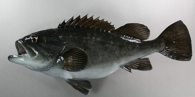 ソイ剝製2　魚体