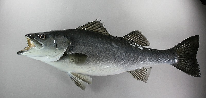 スズキ剝製2　魚体