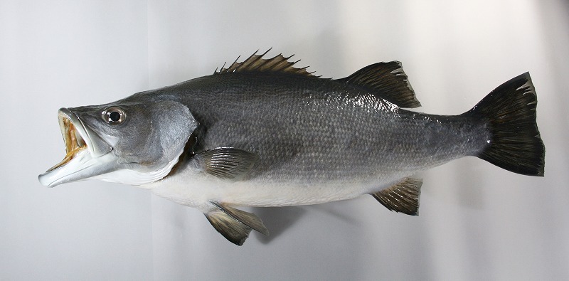 スズキ剝製3　魚体