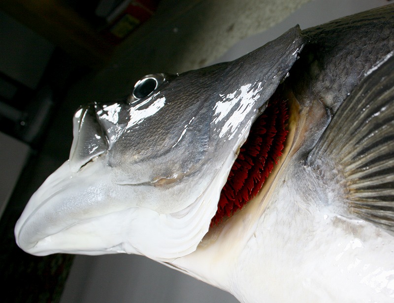 スズキ剝製3　顔