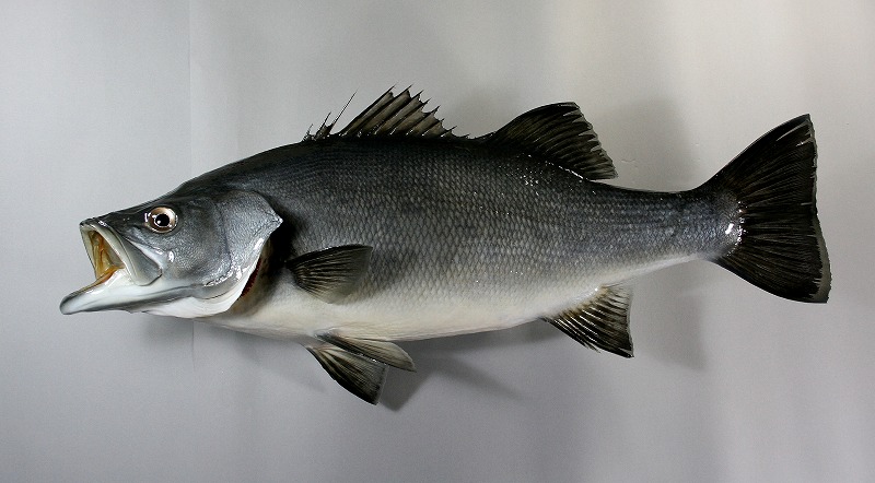 ヒラスズキ剝製　オス魚体