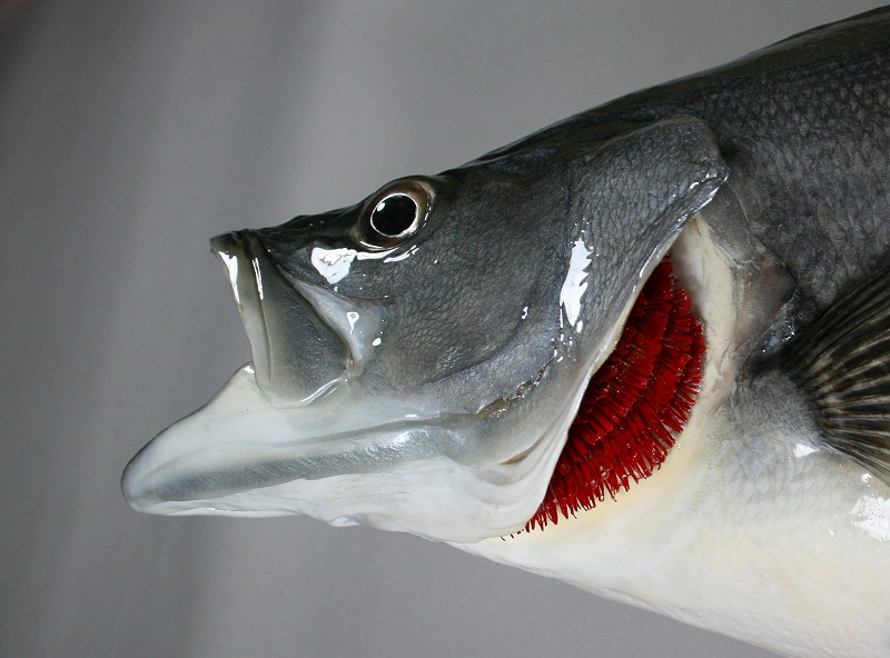 スズキ剝製　エラ付き加工