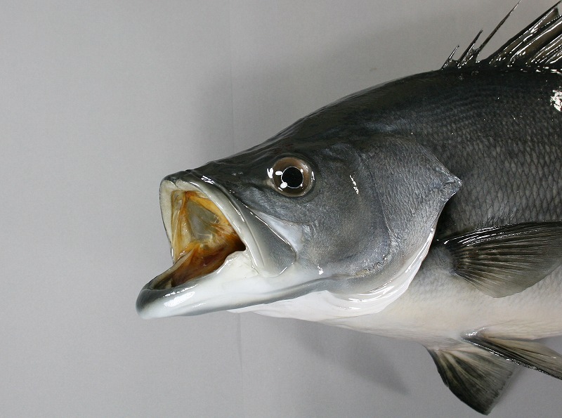 スズキ剝製　顔