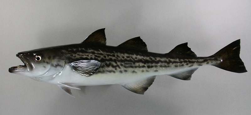 タラ剝製　魚体