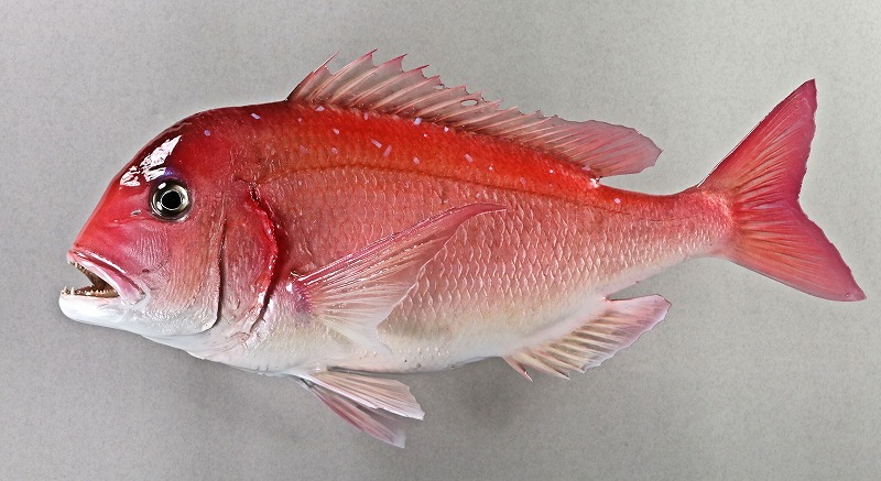 チダイ剝製　魚体