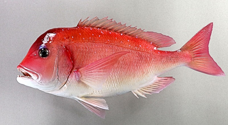 チダイ剝製2　　魚体