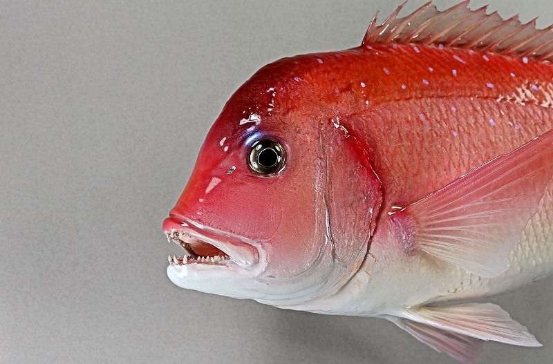 チダイ剝製2　顔