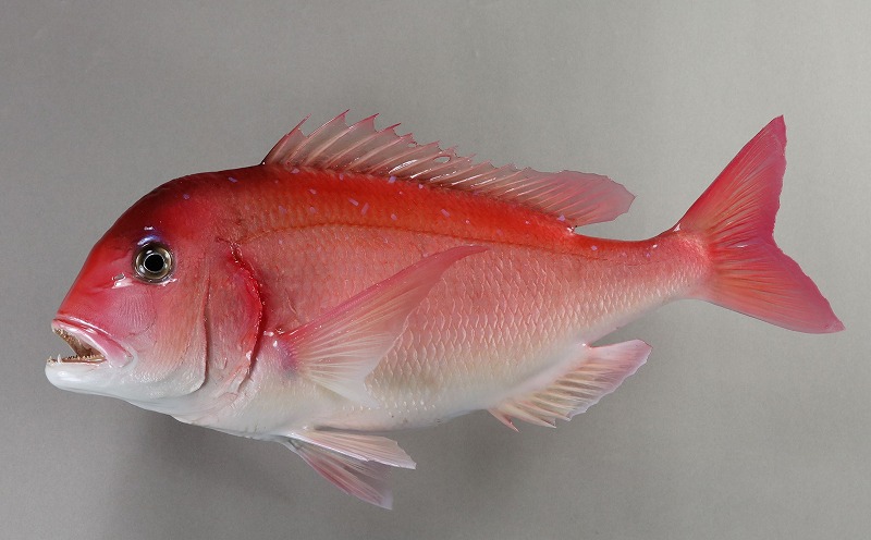 チダイ剝製3　　魚体