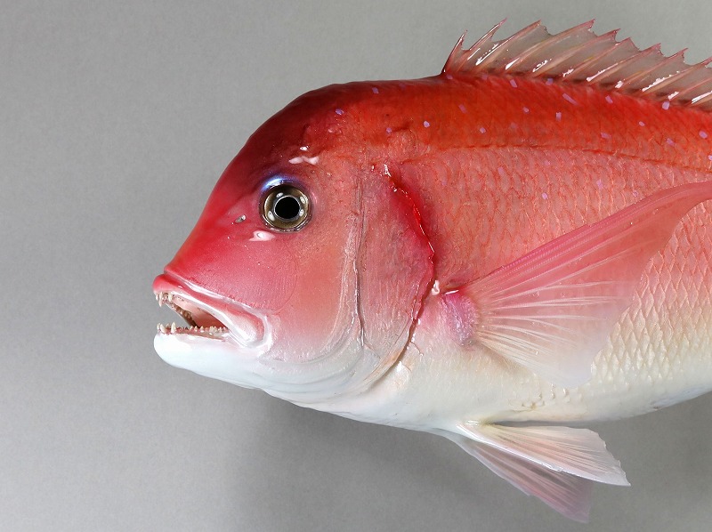 チダイ剝製3　顔