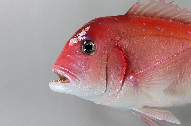 チダイ剝製　顔