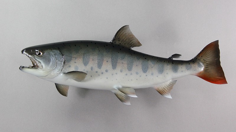 ヤマメ剥製　銀鱗の魚体に小判型のパーマーク