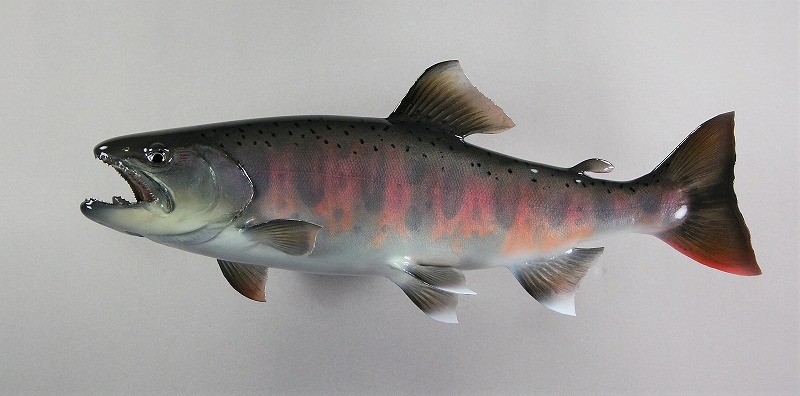 ヤマメ剥製1　婚姻色の美しい魚体