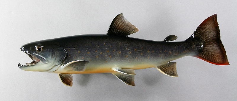 ヤマトイワナ剝製2　魚体