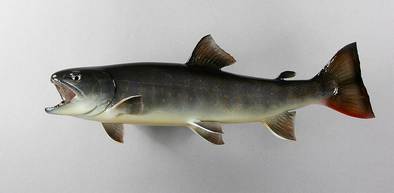 ヤマトイワナ剝製　魚体