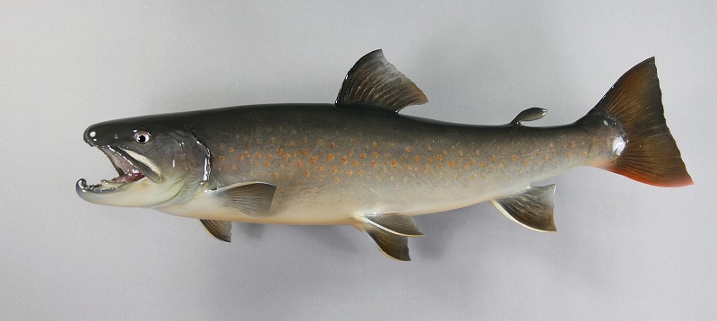 ヤマトイワナ剝製3　魚体