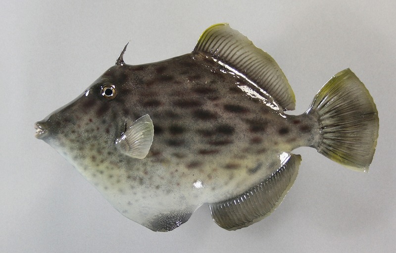 カワハギ剝製3　魚体