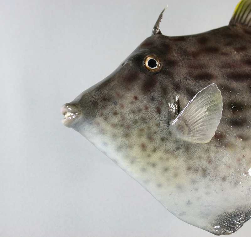 カワハギ剝製3　顔