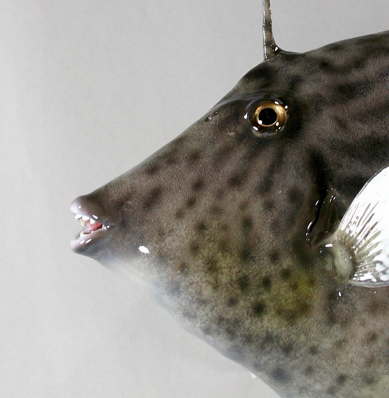 カワハギ剝製　顔