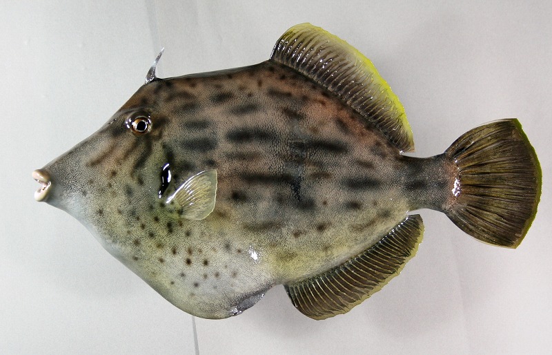 カワハギ剝製2　魚体