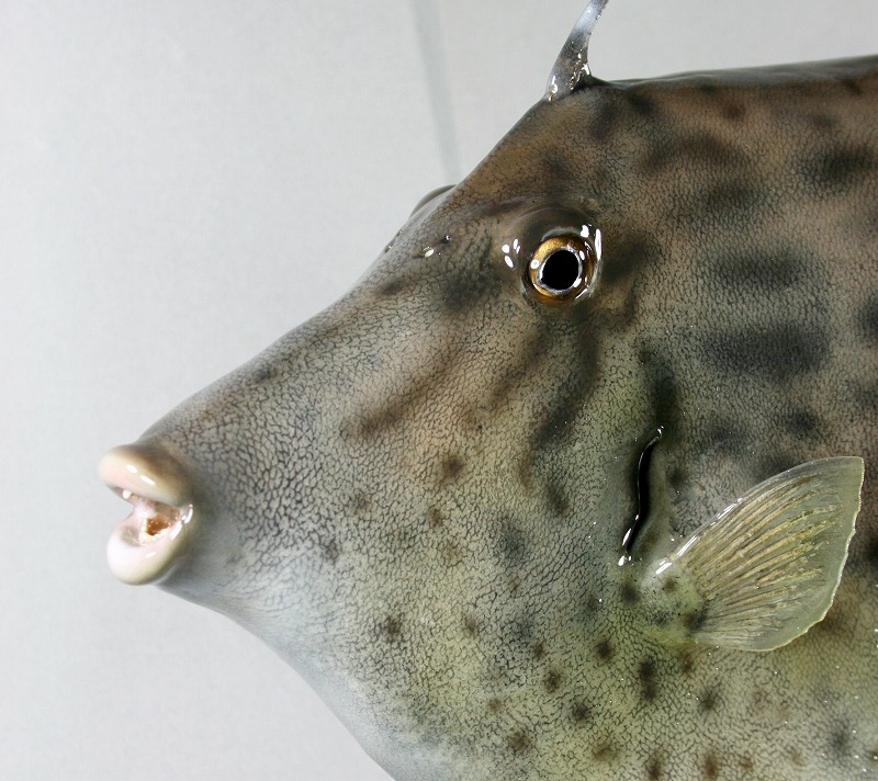カワハギ剝製2　顔