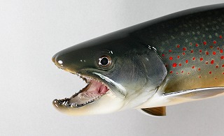 ミヤベイワナ剝製2 顔