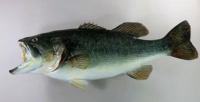 ブラックバス剝製3　魚体