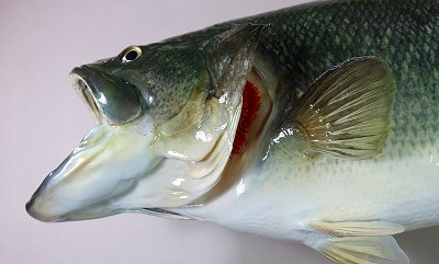 ブラックバス剝製3　エラのアップ