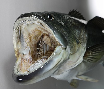 ブラックバス剝製3　口の中のアップ