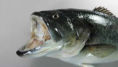 ブラックバス剝製3　顔