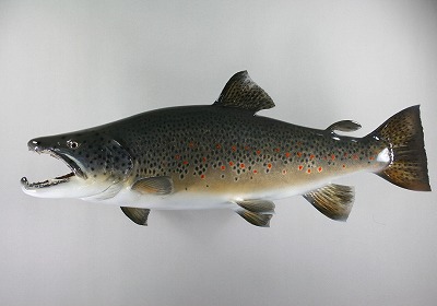 ブラウントラウト剝製3