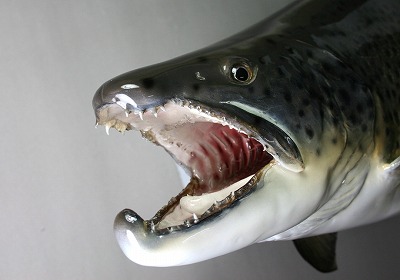 ブラウントラウト剝製3　顔