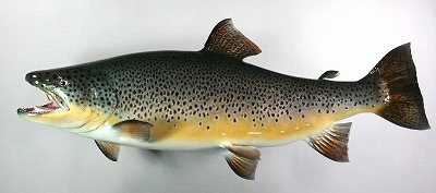 ブラウントラウト剝製1　
