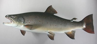 ブラウントラウト剝製2　魚体