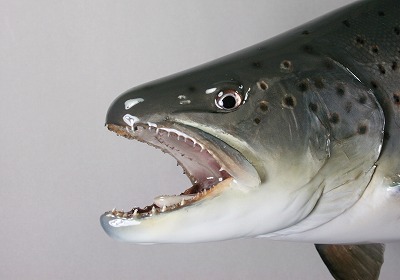 ブラウントラウト剝製2　顔